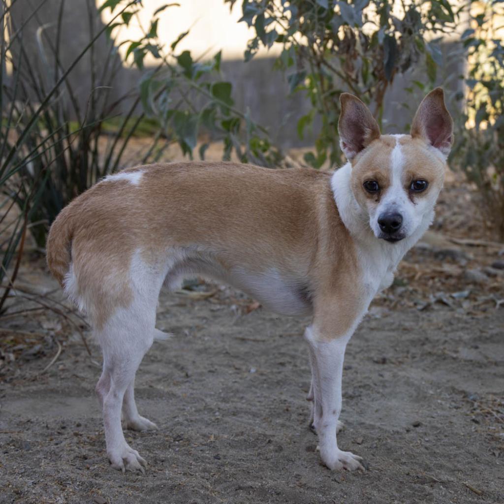Milo