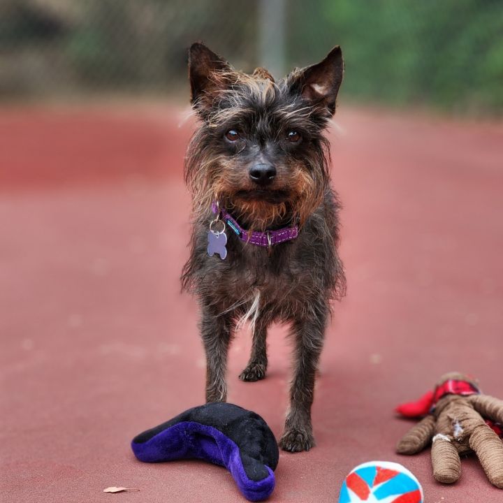 Little Guy- Chino Hills Location 1