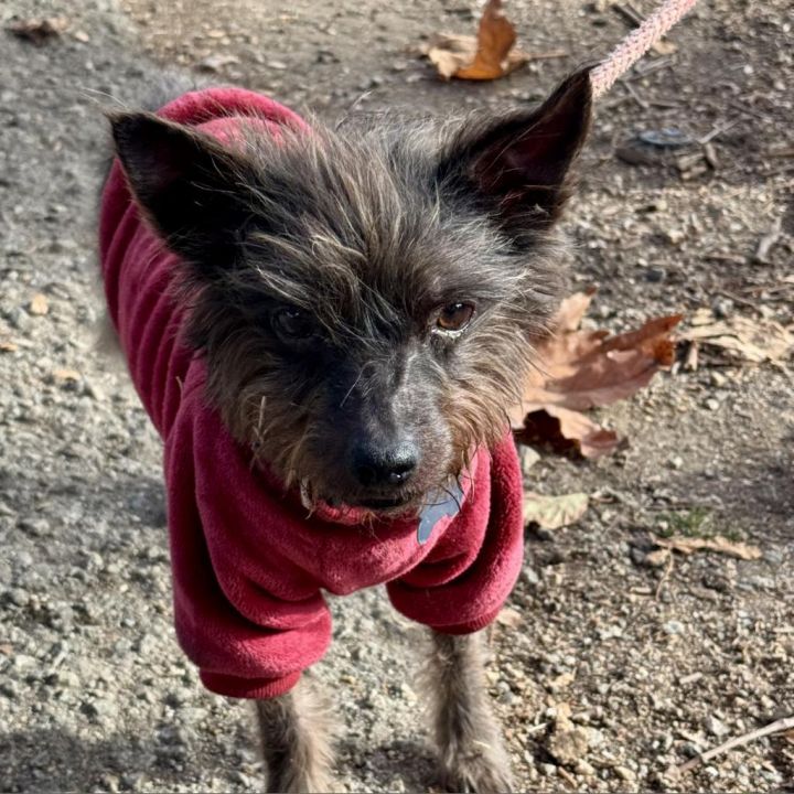 Little Guy- Chino Hills Location 2