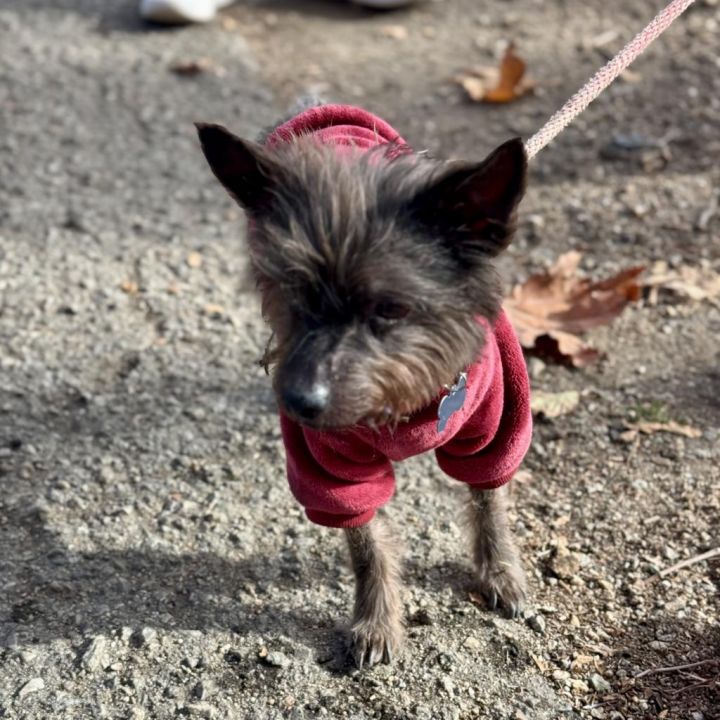 Little Guy- Chino Hills Location 3
