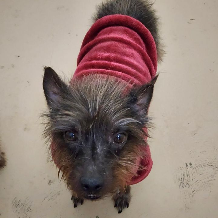 Little Guy- Chino Hills Location 5