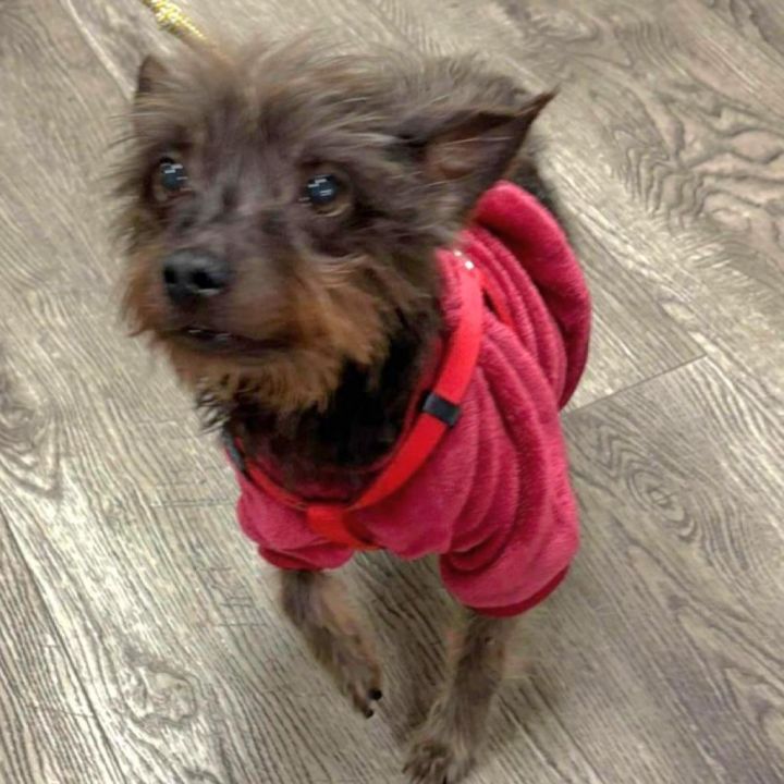Little Guy- Chino Hills Location 6