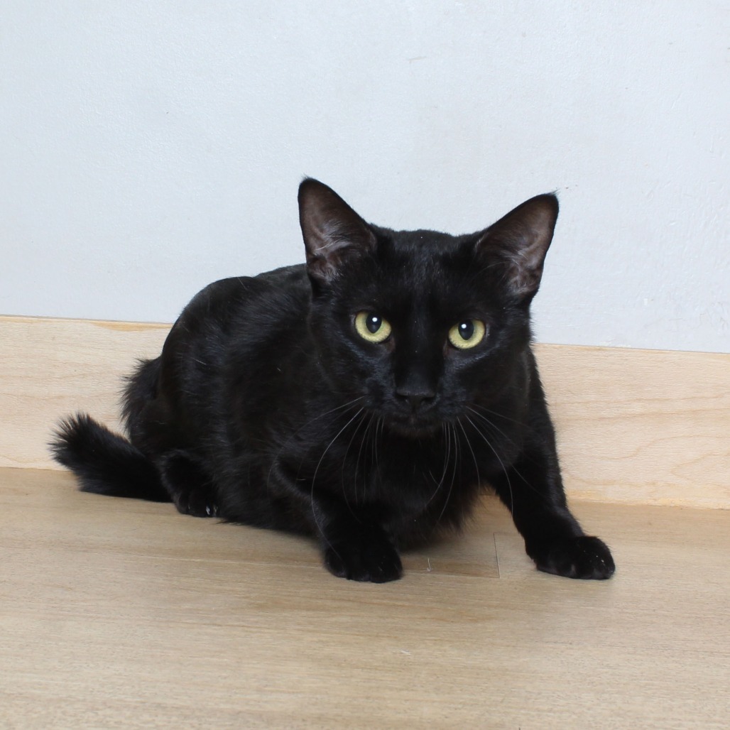 Miss Kitty C64101