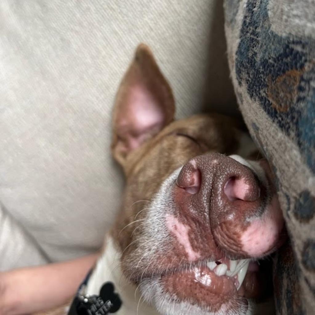 Domingo