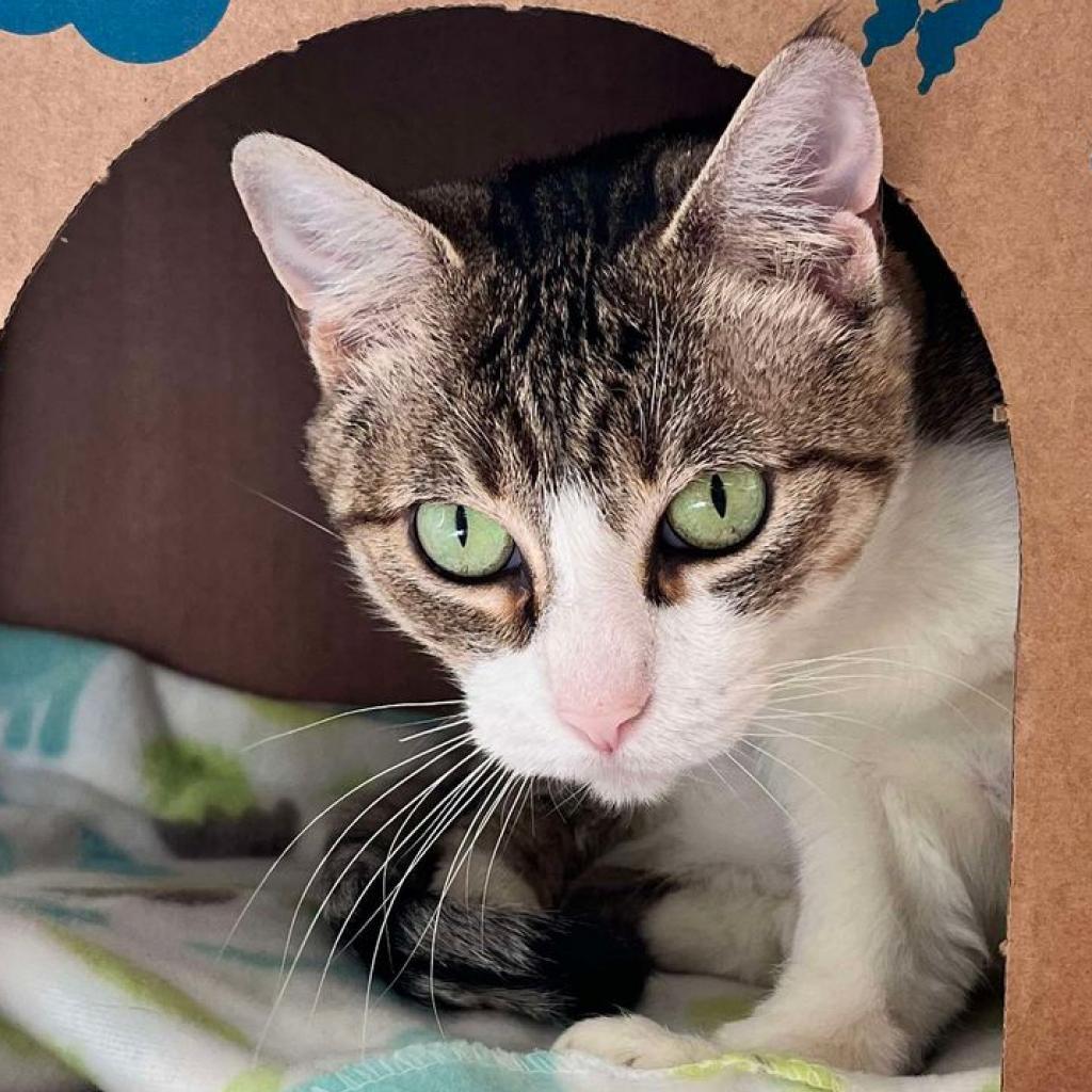 H.R.H Sahara (Petco)
