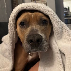 Raindrop - In Foster