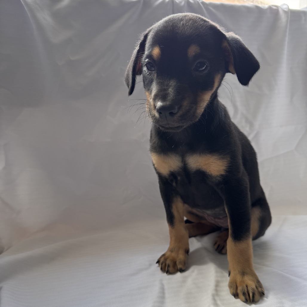 Pepto, an adoptable Mixed Breed in Wahiawa, HI, 96786 | Photo Image 2