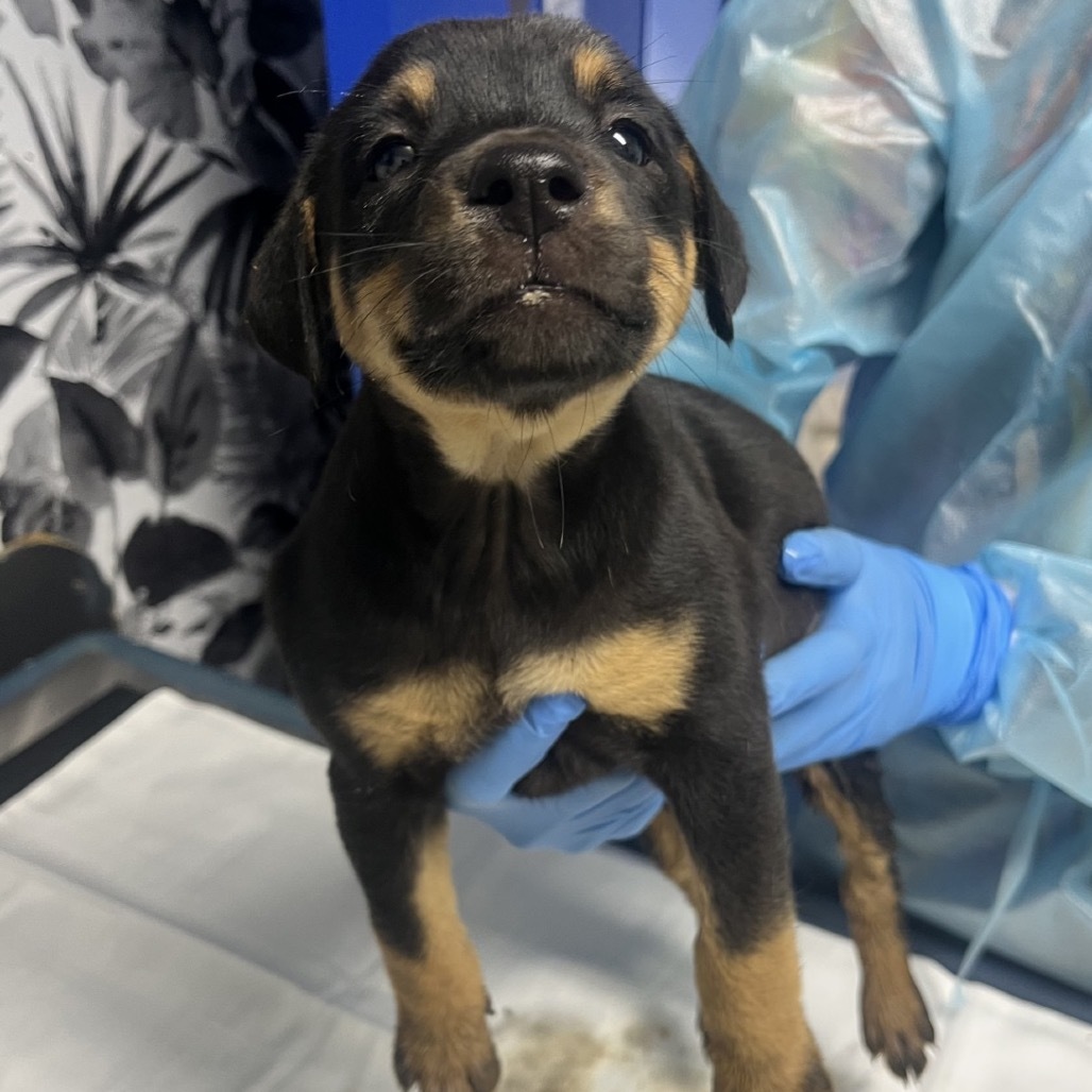 Pepto, an adoptable Mixed Breed in Wahiawa, HI, 96786 | Photo Image 4