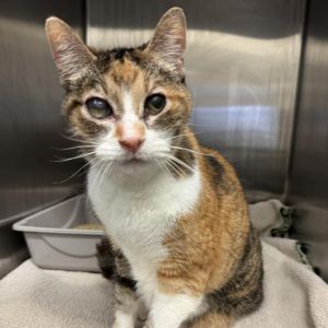 Koni is a sweet loving gentle and affectionate lady who is looking for her per
