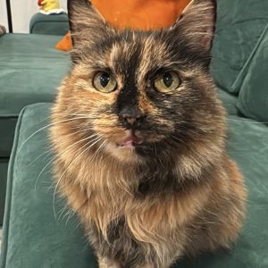 Hello I am a frail but fluffy little senior girl who needs a quiet and patient h