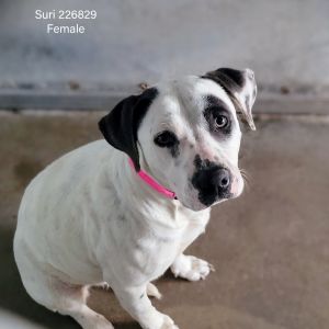 Suri
