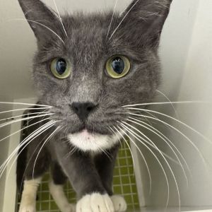 Col. Sanders Domestic Short Hair Cat