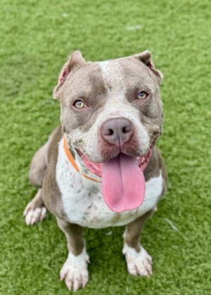 Gracie, Adult Female Mixed Breed