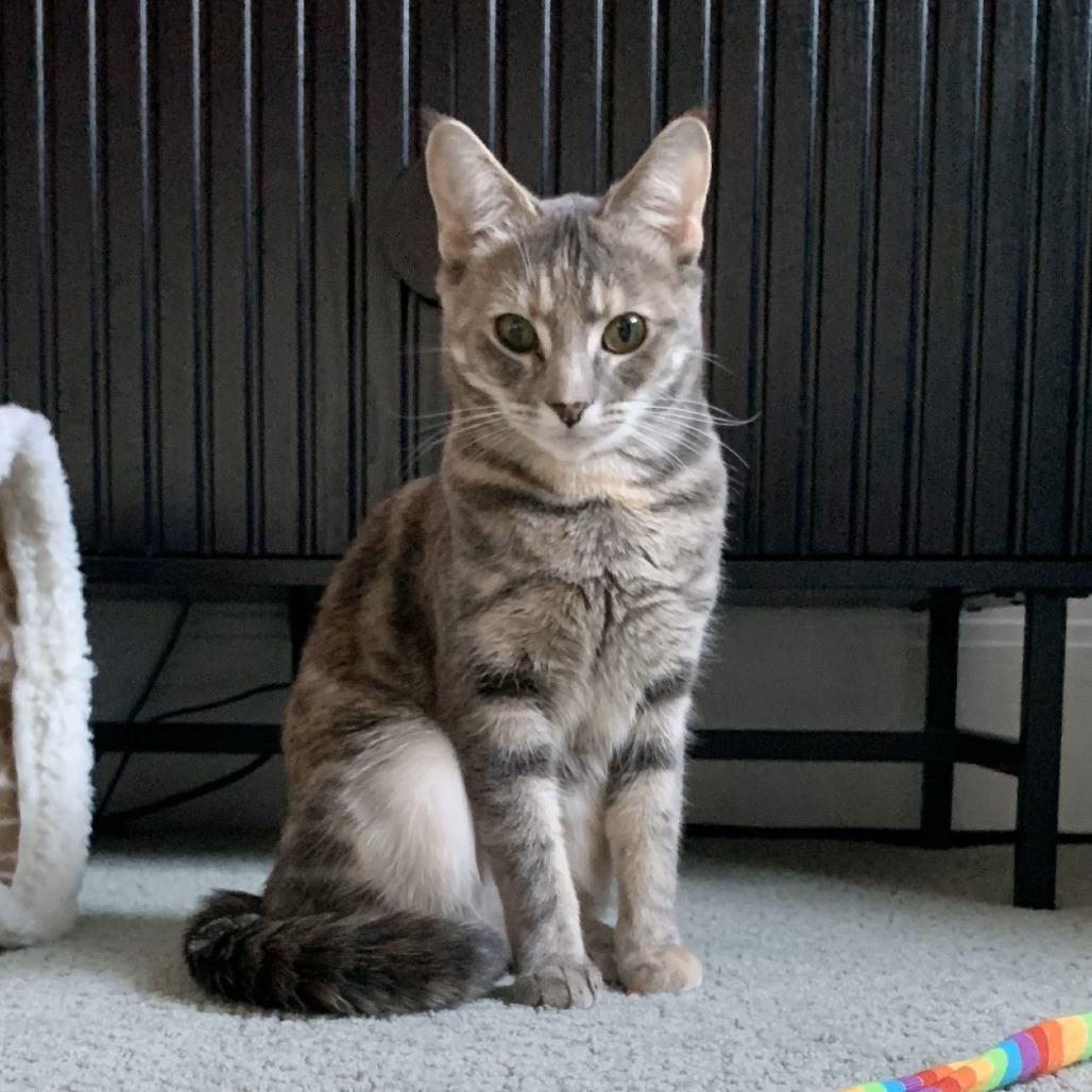 Isadora, an adoptable Domestic Short Hair in Lions Bay, BC, V0N 2E0 | Photo Image 1