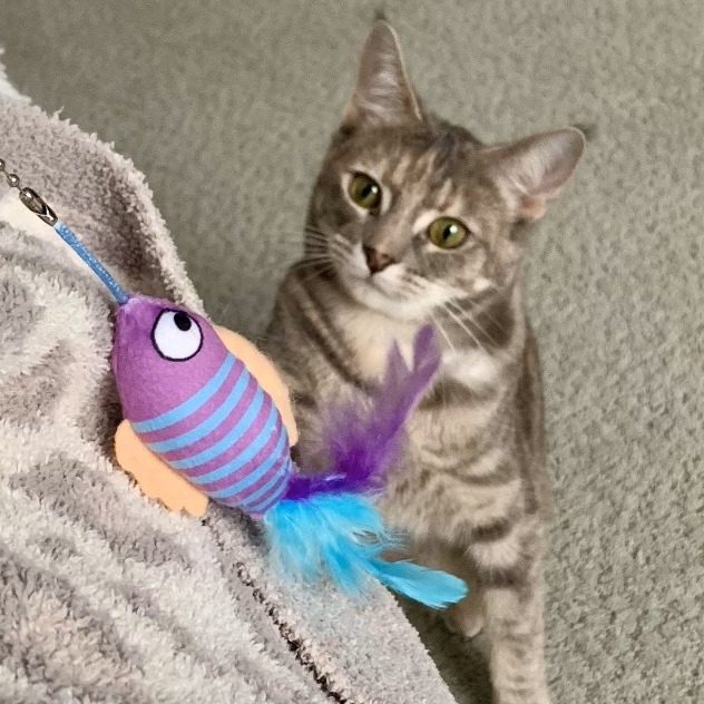 Isadora, an adoptable Domestic Short Hair in Lions Bay, BC, V0N 2E0 | Photo Image 2