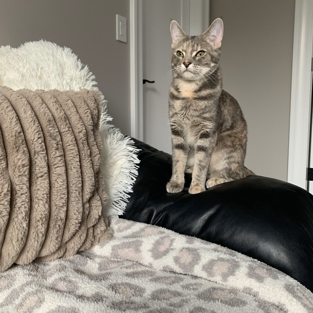 Isadora, an adoptable Domestic Short Hair in Lions Bay, BC, V0N 2E0 | Photo Image 3