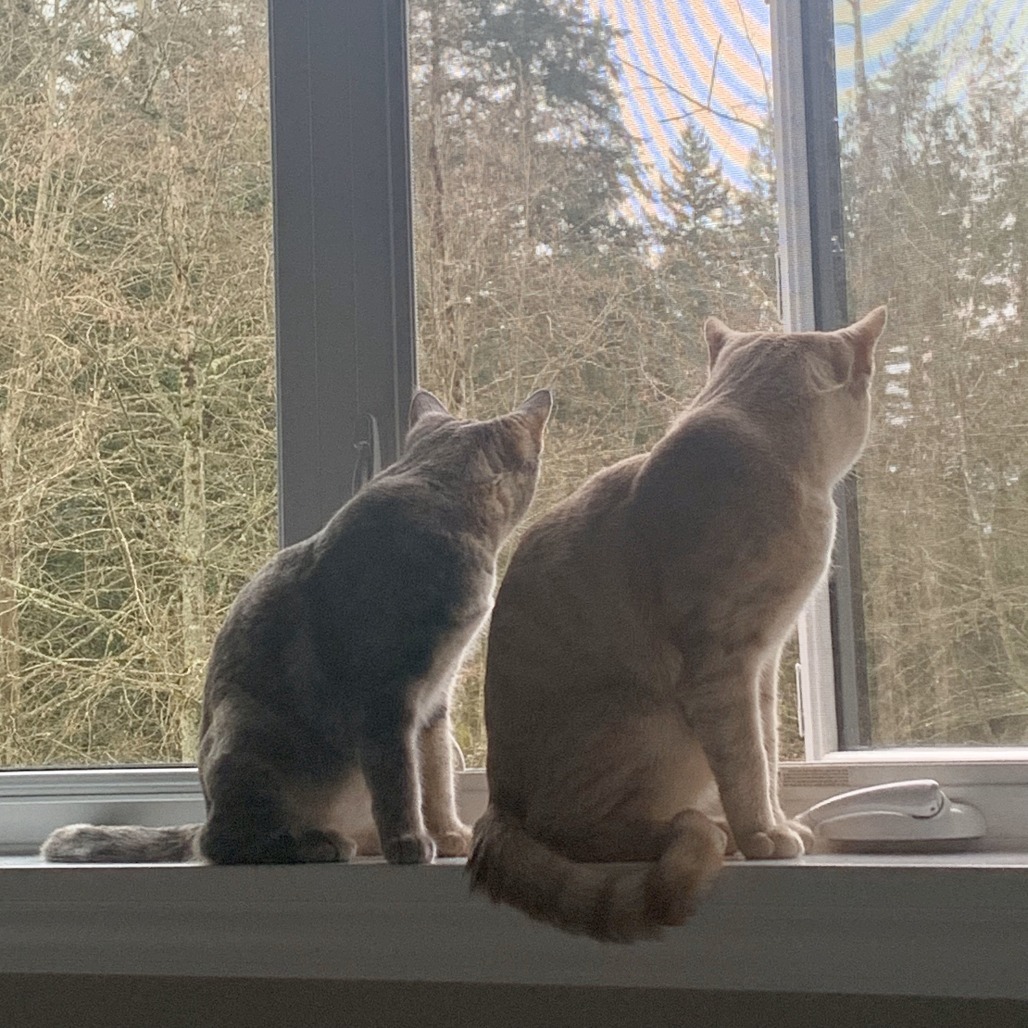 Isadora, an adoptable Domestic Short Hair in Lions Bay, BC, V0N 2E0 | Photo Image 4