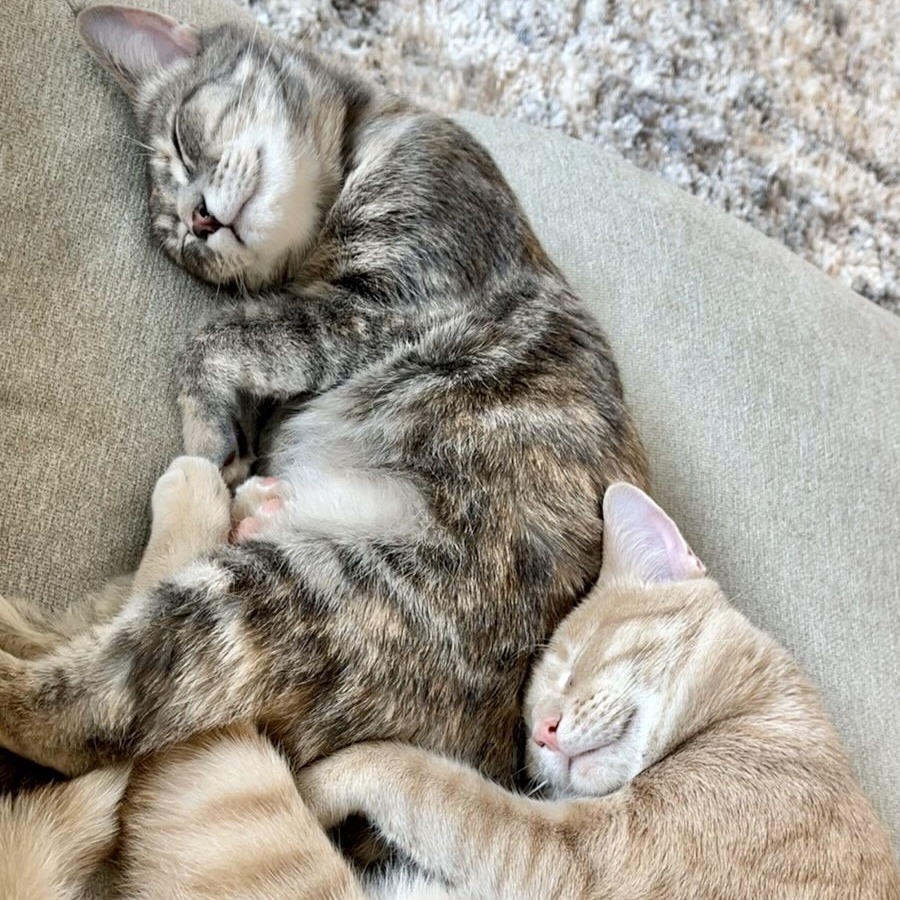 Isadora, an adoptable Domestic Short Hair in Lions Bay, BC, V0N 2E0 | Photo Image 5