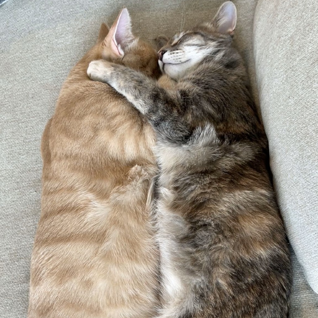 Isadora, an adoptable Domestic Short Hair in Lions Bay, BC, V0N 2E0 | Photo Image 6