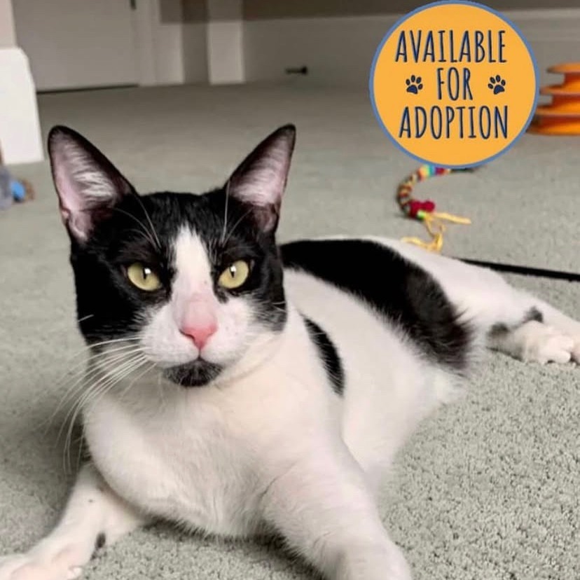 Miles, an adoptable Domestic Short Hair in Lions Bay, BC, V0N 2E0 | Photo Image 1