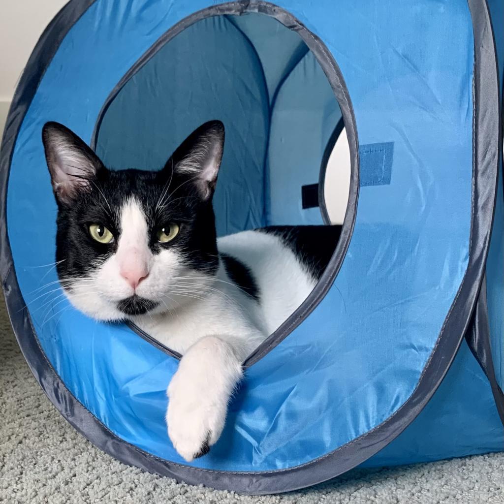 Miles, an adoptable Domestic Short Hair in Lions Bay, BC, V0N 2E0 | Photo Image 2