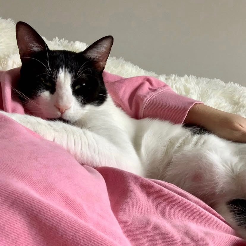 Miles, an adoptable Domestic Short Hair in Lions Bay, BC, V0N 2E0 | Photo Image 3