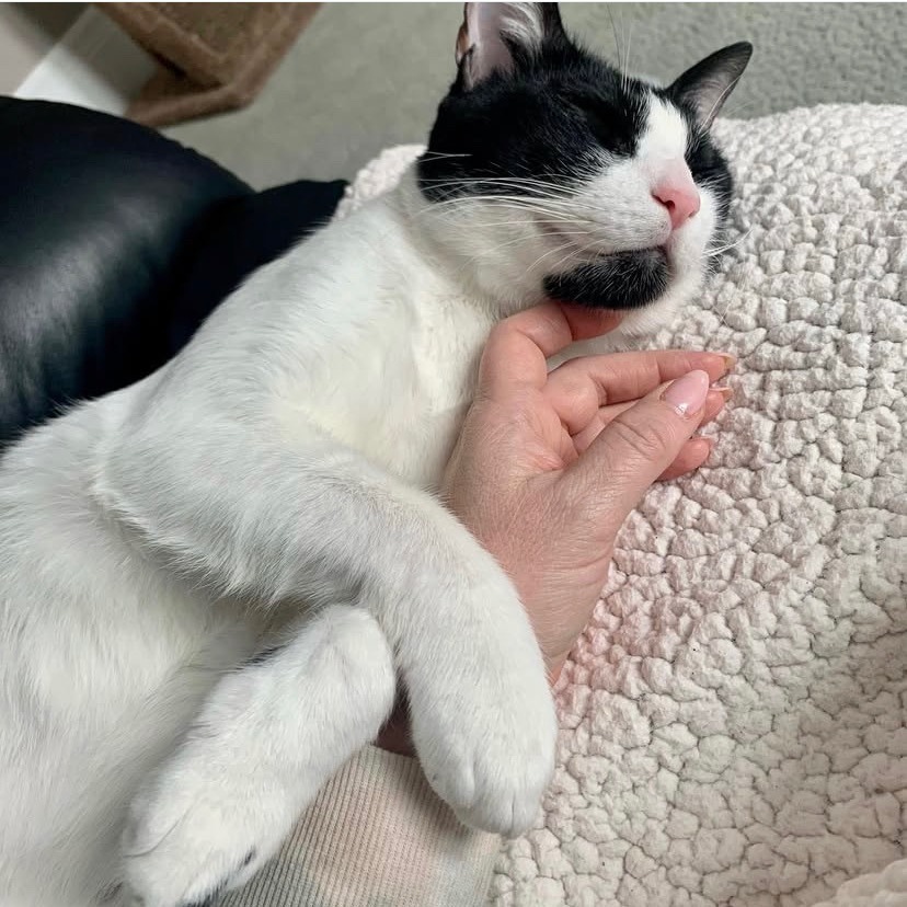 Miles, an adoptable Domestic Short Hair in Lions Bay, BC, V0N 2E0 | Photo Image 4