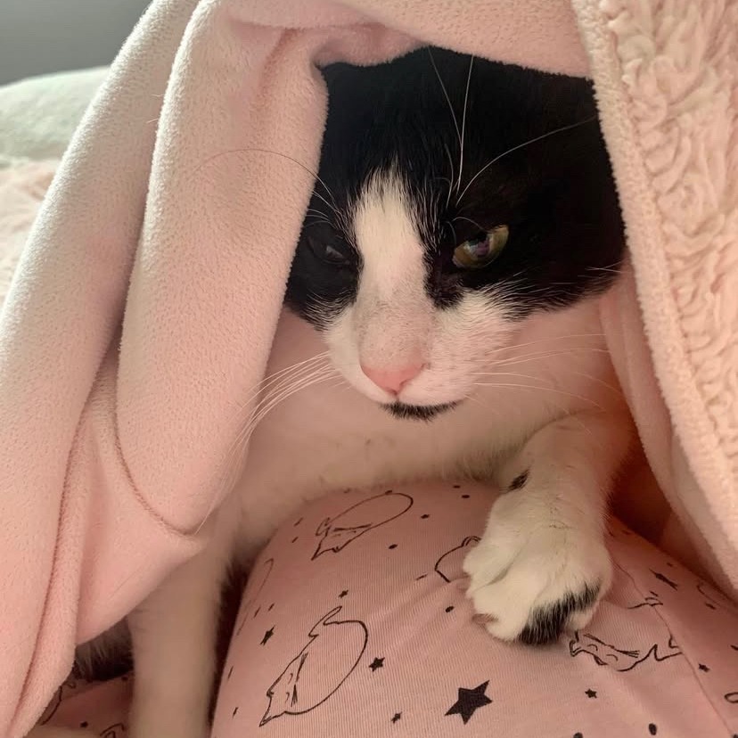 Miles, an adoptable Domestic Short Hair in Lions Bay, BC, V0N 2E0 | Photo Image 5