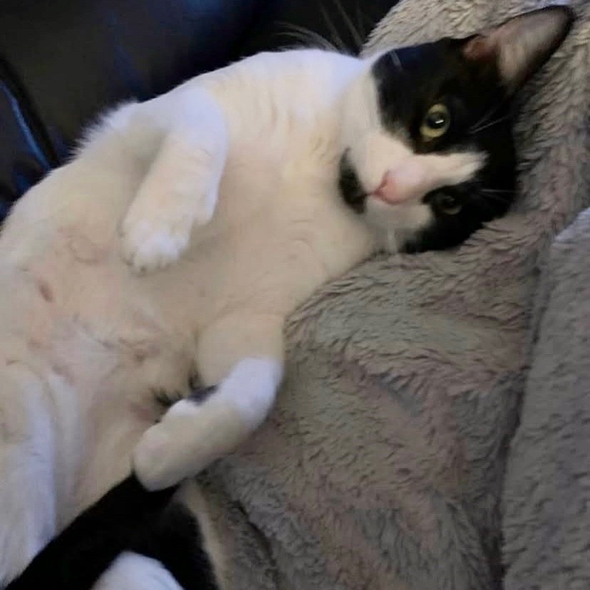 Miles, an adoptable Domestic Short Hair in Lions Bay, BC, V0N 2E0 | Photo Image 6