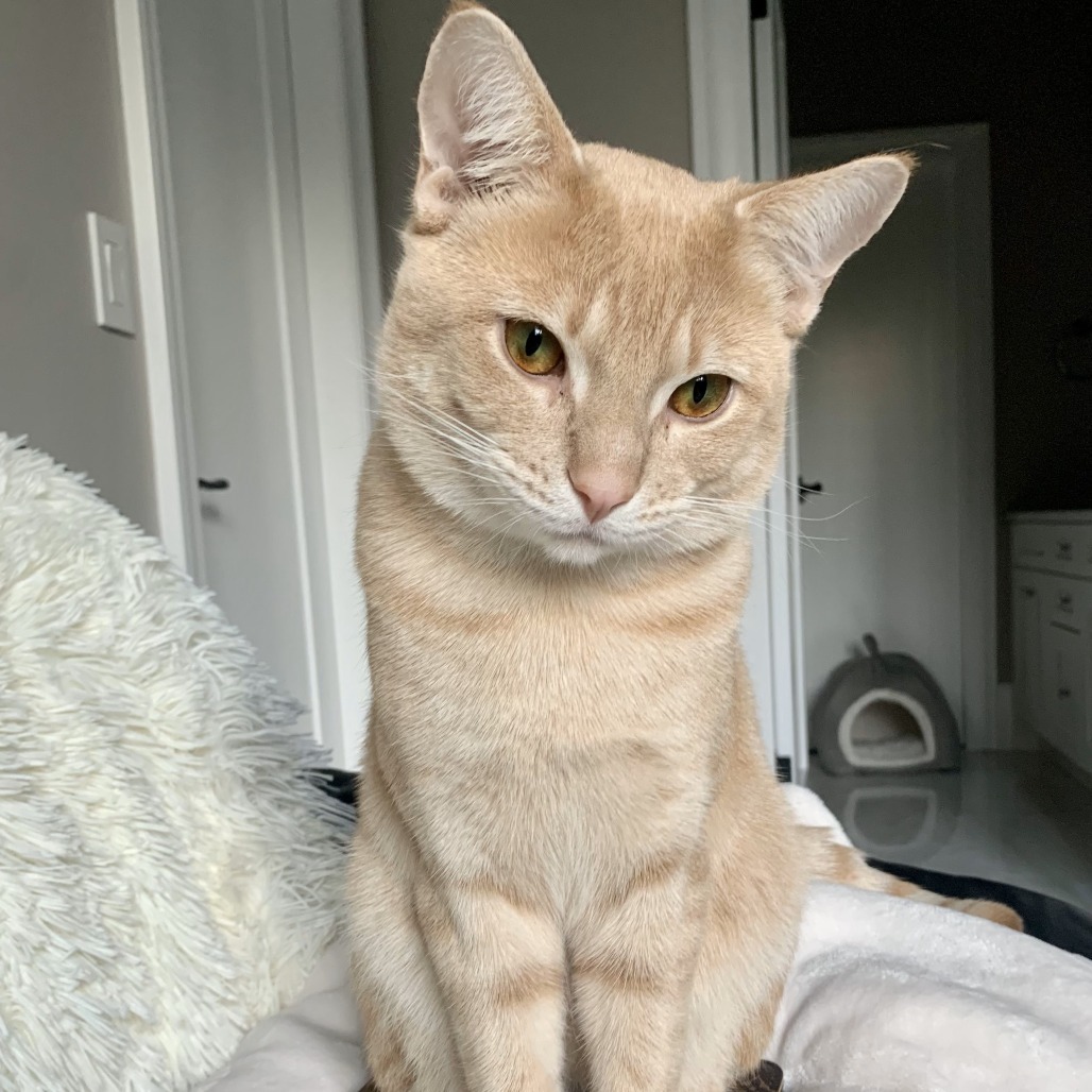 Captain, an adoptable Domestic Short Hair in Lions Bay, BC, V0N 2E0 | Photo Image 1