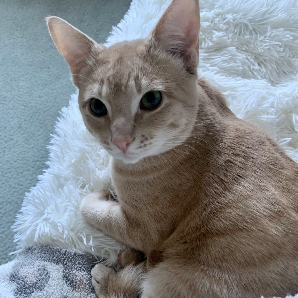 Captain, an adoptable Domestic Short Hair in Lions Bay, BC, V0N 2E0 | Photo Image 2