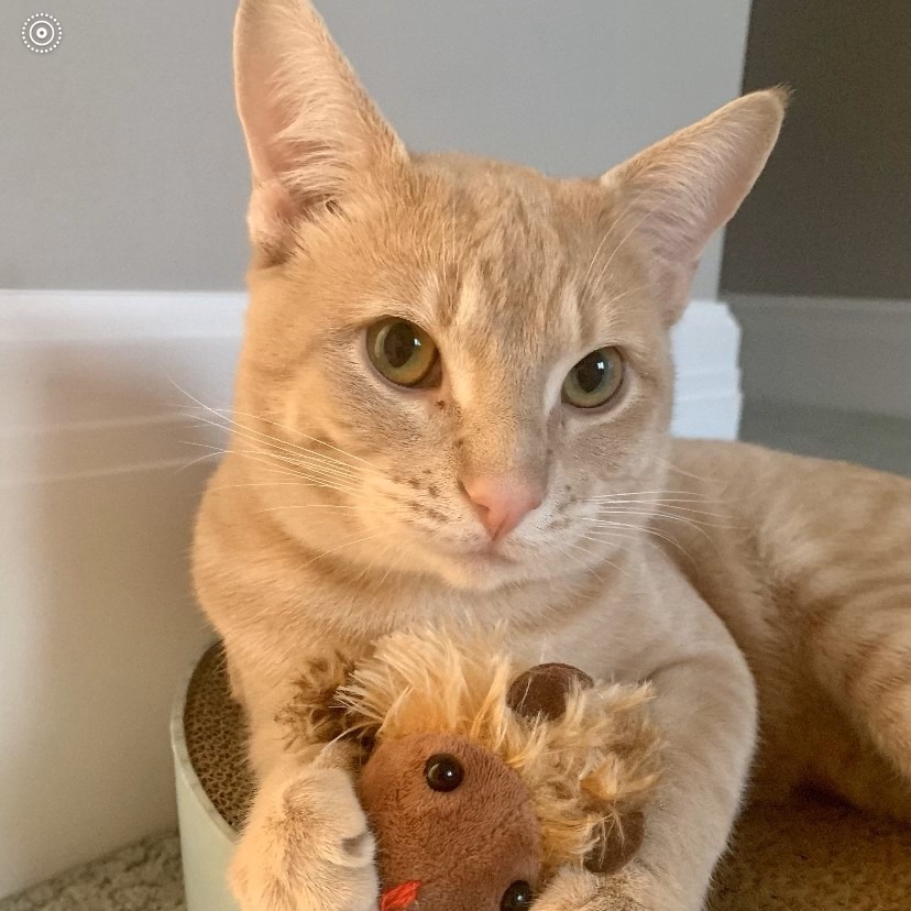 Captain, an adoptable Domestic Short Hair in Lions Bay, BC, V0N 2E0 | Photo Image 3