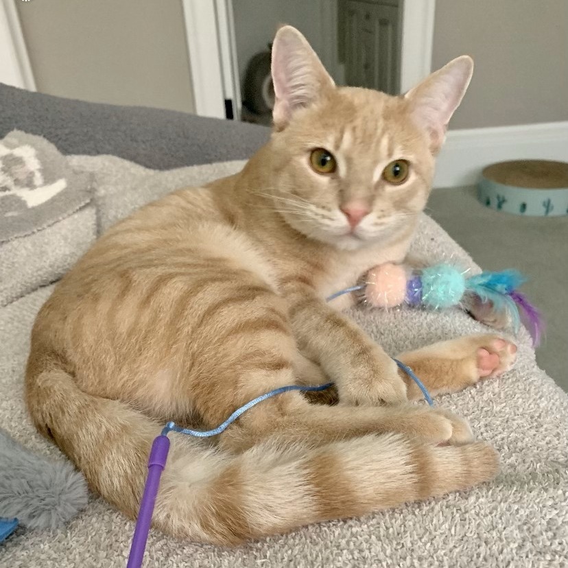 Captain, an adoptable Domestic Short Hair in Lions Bay, BC, V0N 2E0 | Photo Image 4