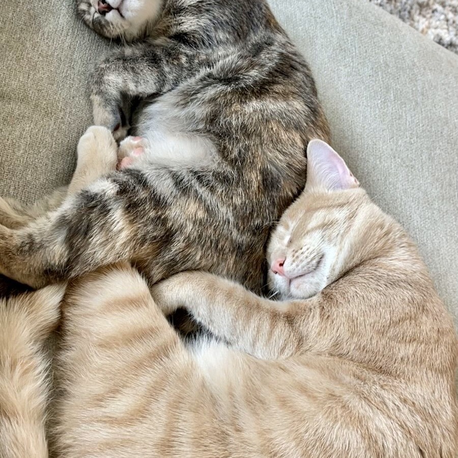 Captain, an adoptable Domestic Short Hair in Lions Bay, BC, V0N 2E0 | Photo Image 5