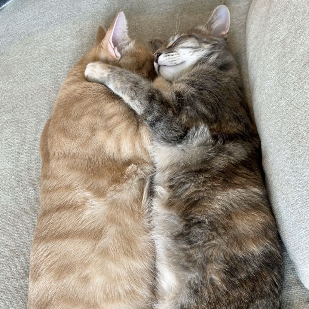 Captain, an adoptable Domestic Short Hair in Lions Bay, BC, V0N 2E0 | Photo Image 6