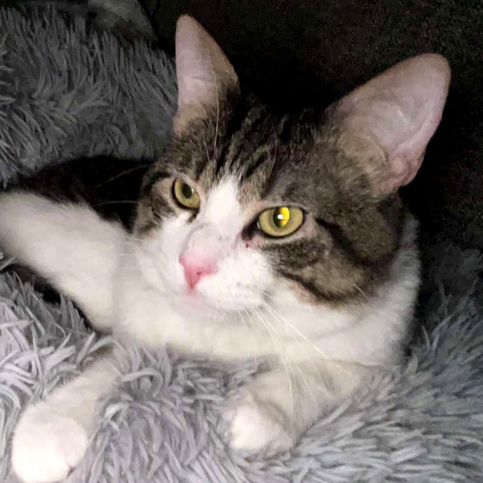 Gremlin Carver, an adoptable Domestic Short Hair in Eagle Mountain, UT, 84005 | Photo Image 1