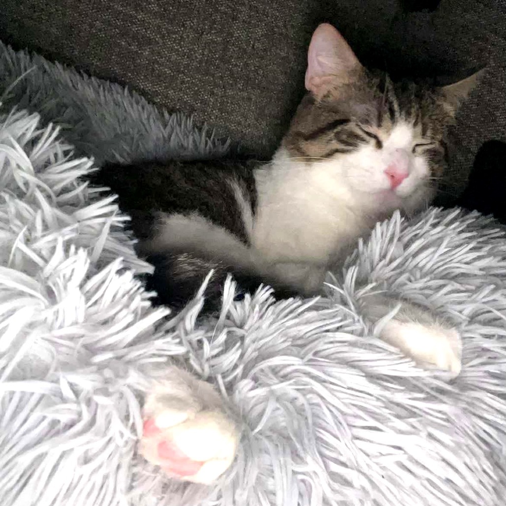 Gremlin Carver, an adoptable Domestic Short Hair in Eagle Mountain, UT, 84005 | Photo Image 3