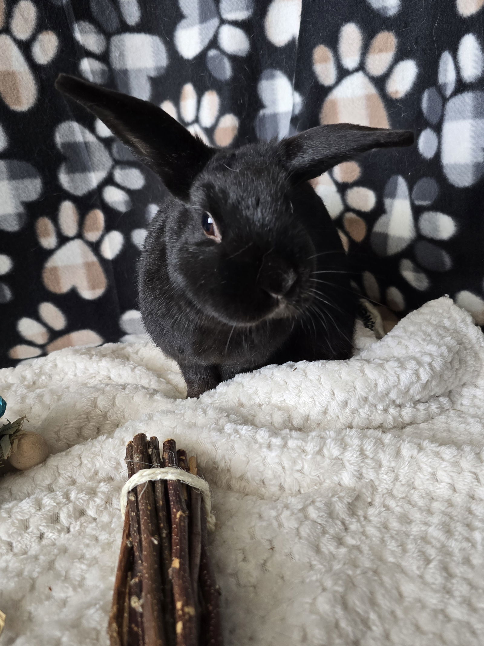 Bonnie