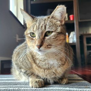 Misu Misu, Young Female Domestic Short Hair