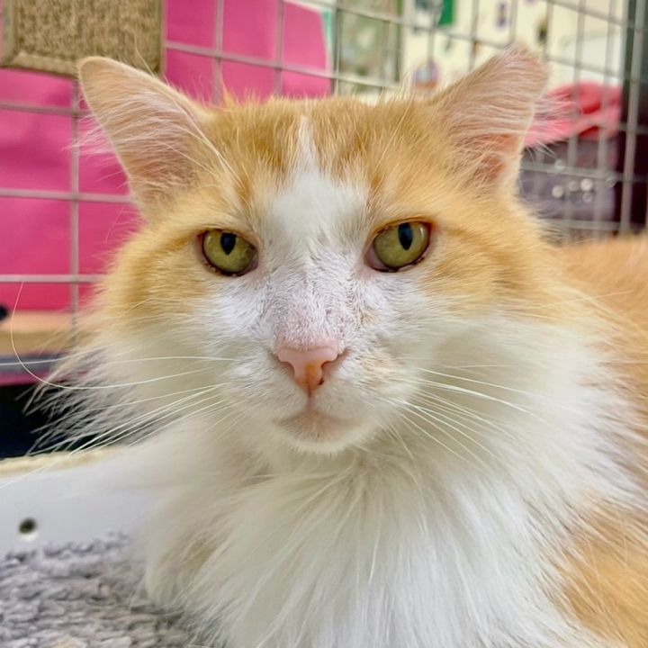 Fluffernutter 1