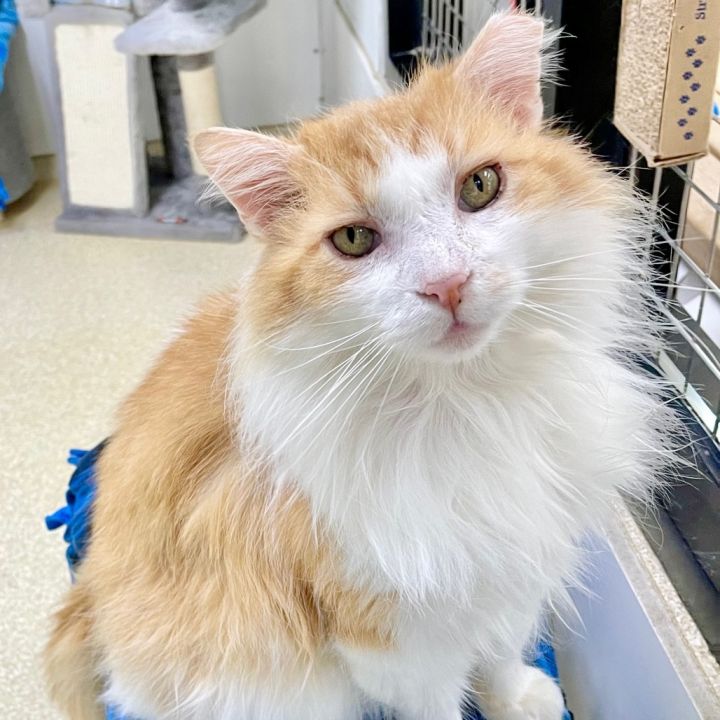 Fluffernutter 2
