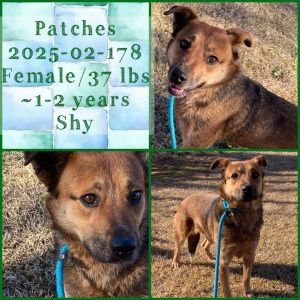 2025-02-178 *Patches*, Adult Female unknown
