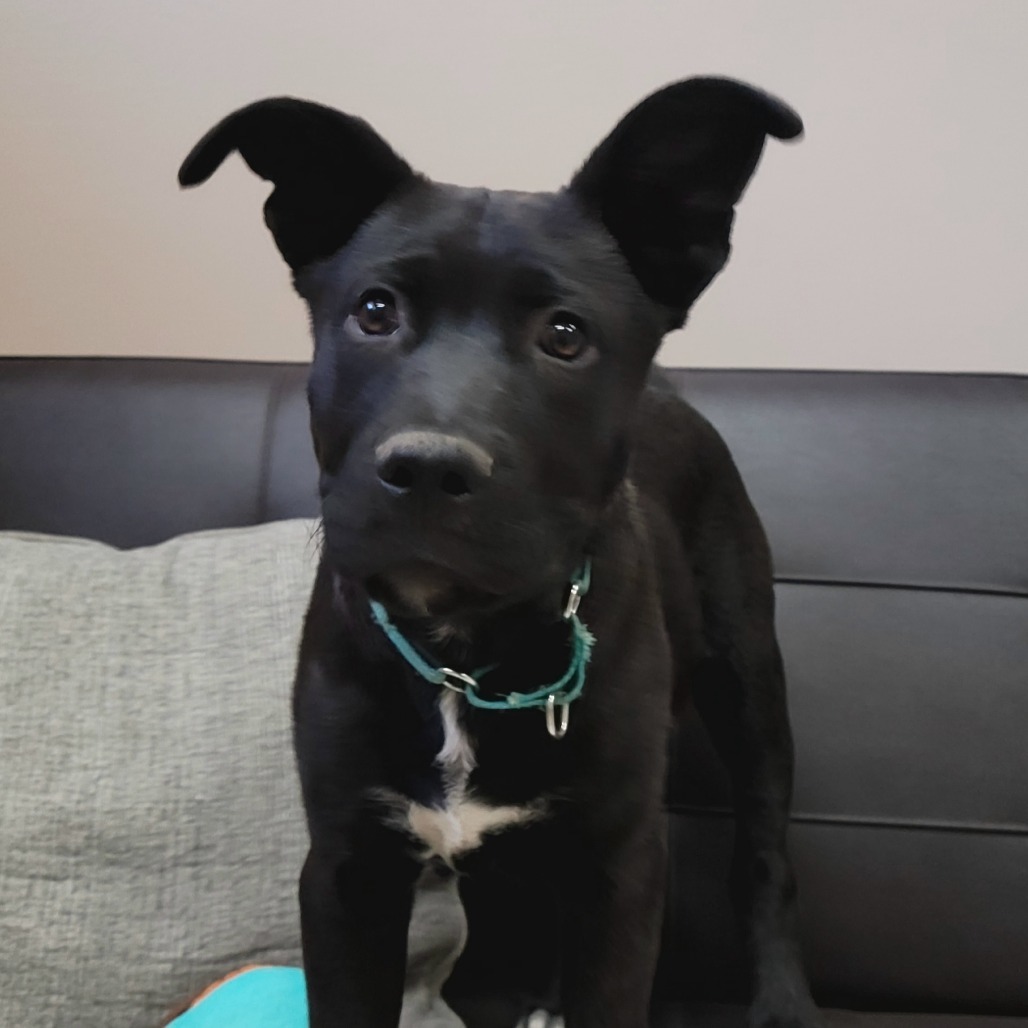 Echo