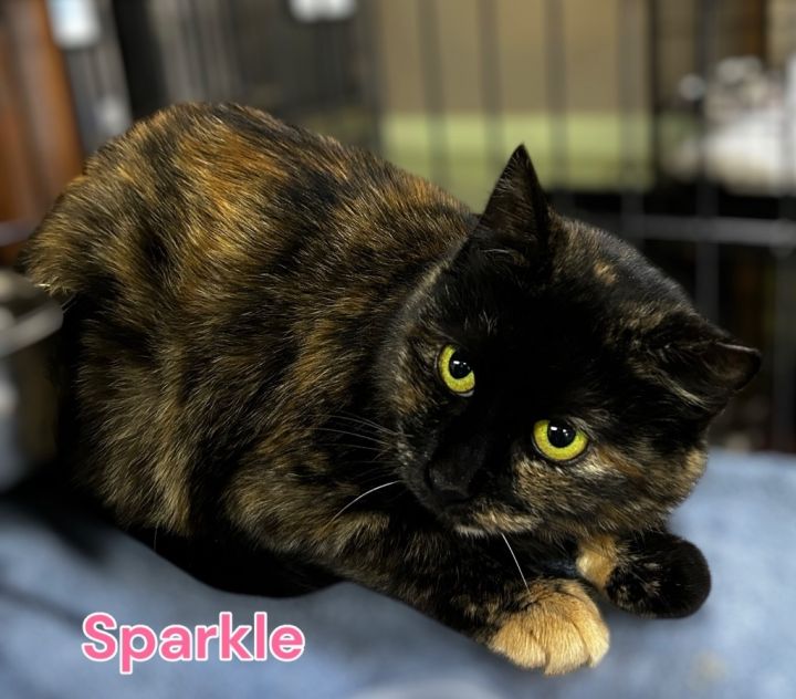 Sparkle 1