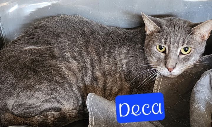Deca 5