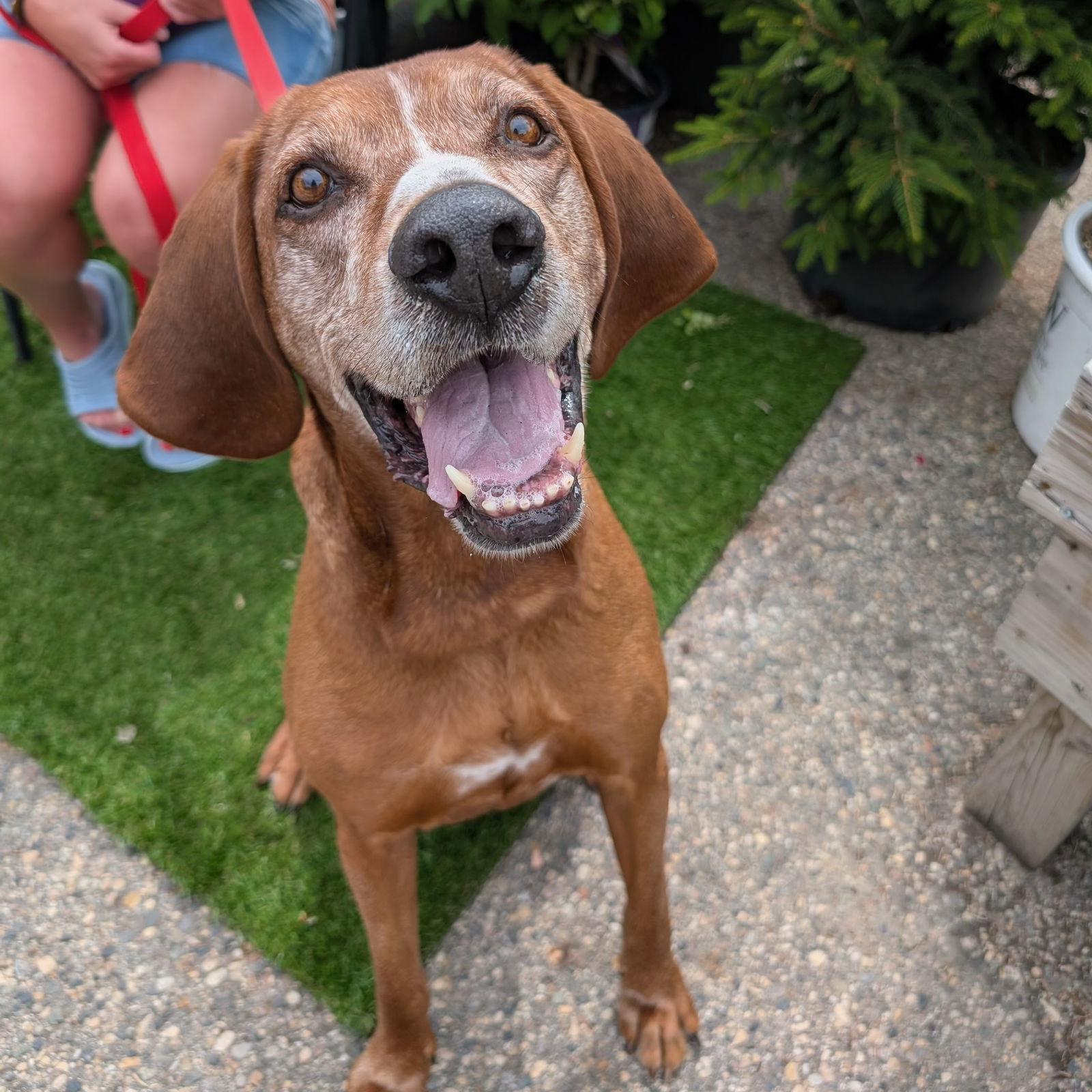 Aroo, an adoptable Coonhound in Fargo, ND, 58103 | Photo Image 1