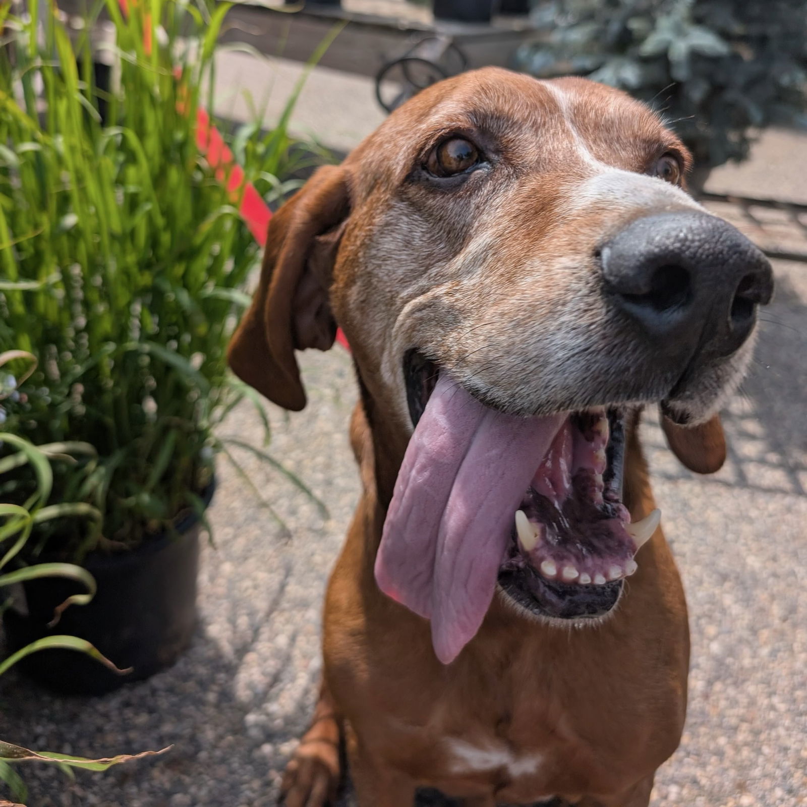 Aroo, an adoptable Coonhound in Fargo, ND, 58103 | Photo Image 2