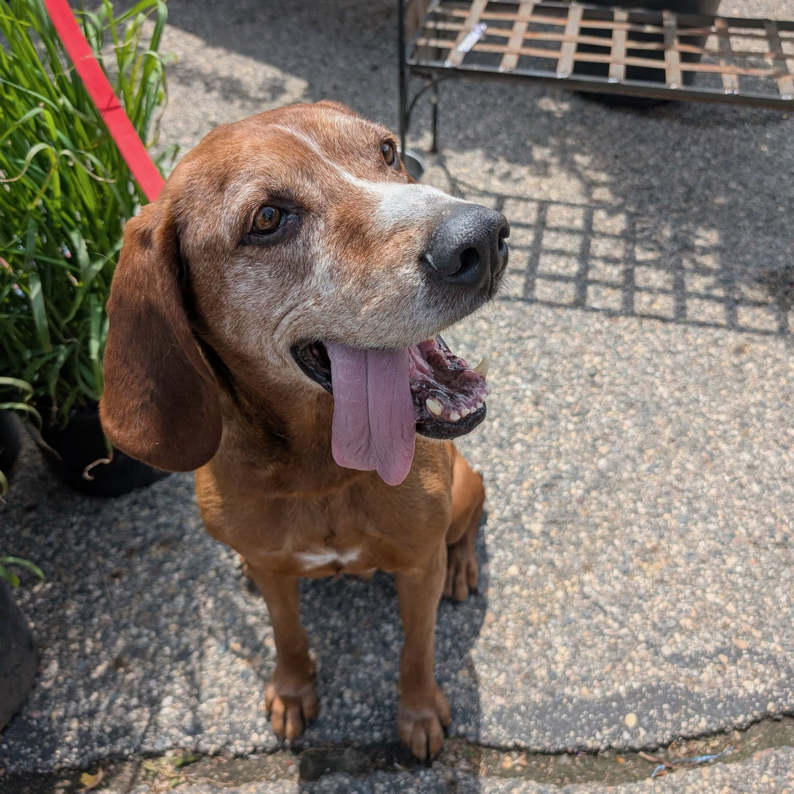 Aroo, an adoptable Coonhound in Fargo, ND, 58103 | Photo Image 3
