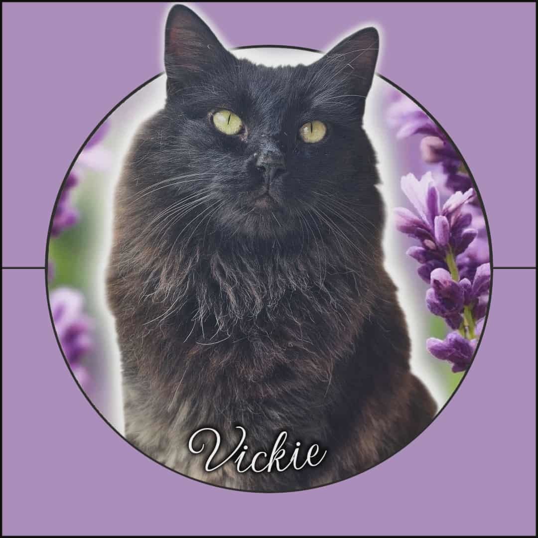 Vickie, an adoptable Domestic Medium Hair in San Angelo , TX, 76904 | Photo Image 1