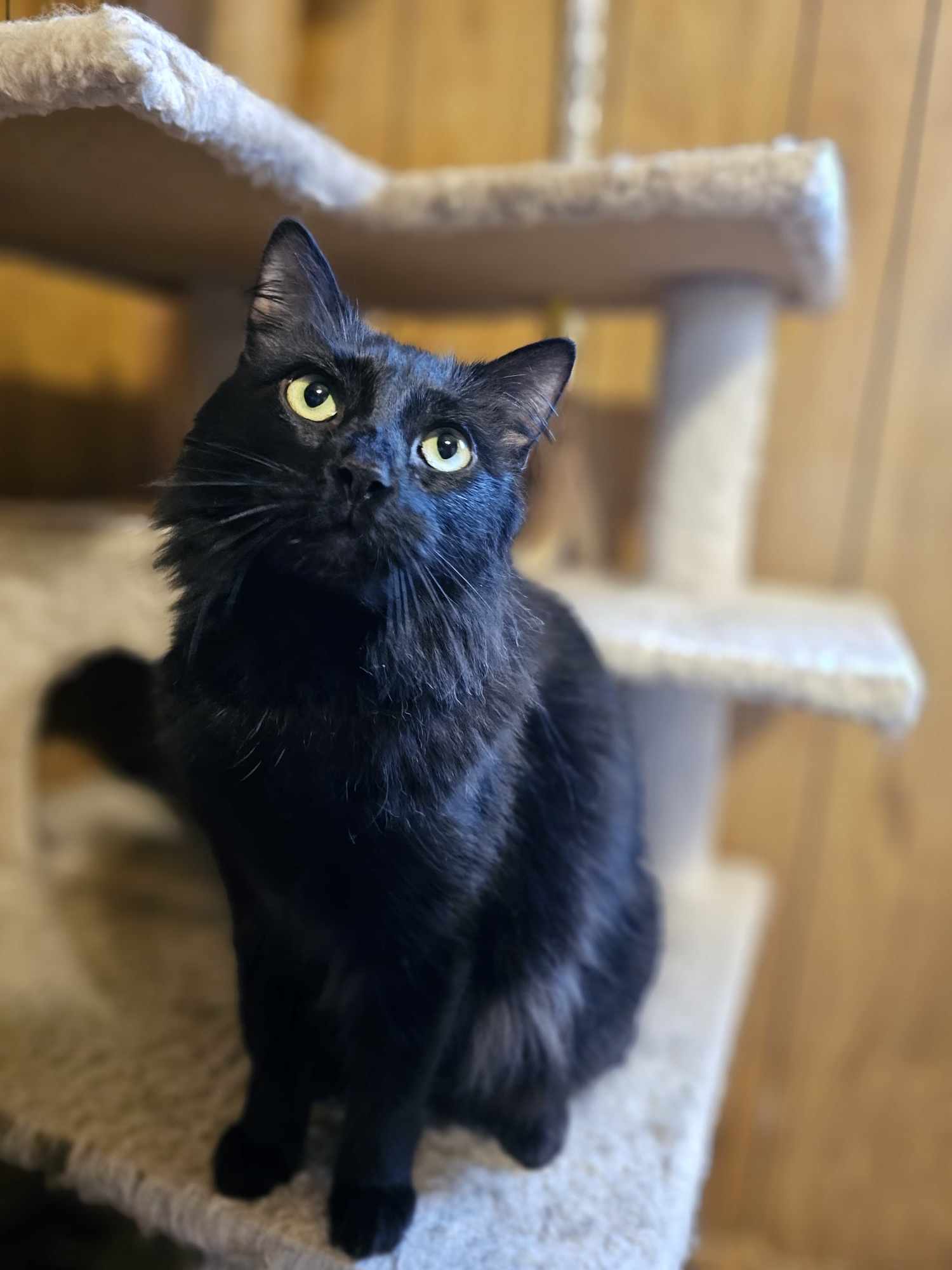 Vickie, an adoptable Domestic Medium Hair in San Angelo , TX, 76904 | Photo Image 2